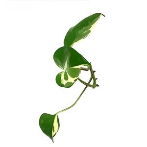 Nine Pothos Cuttings